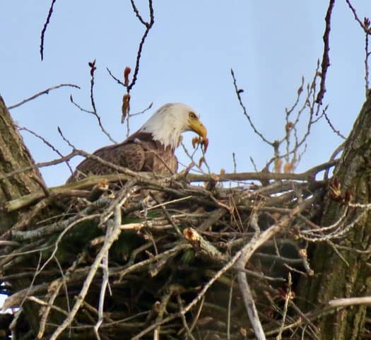 Eagle Nest Viewing