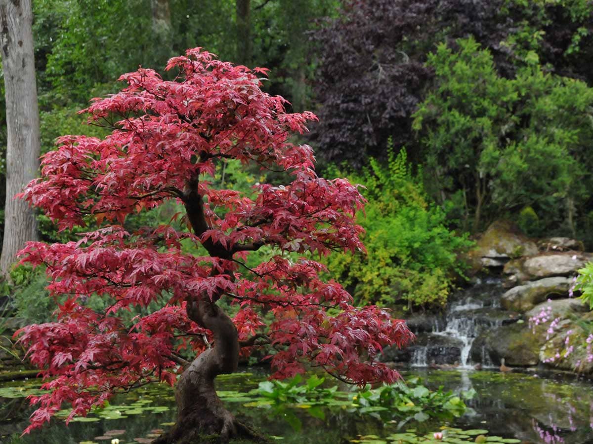 Winter Garden