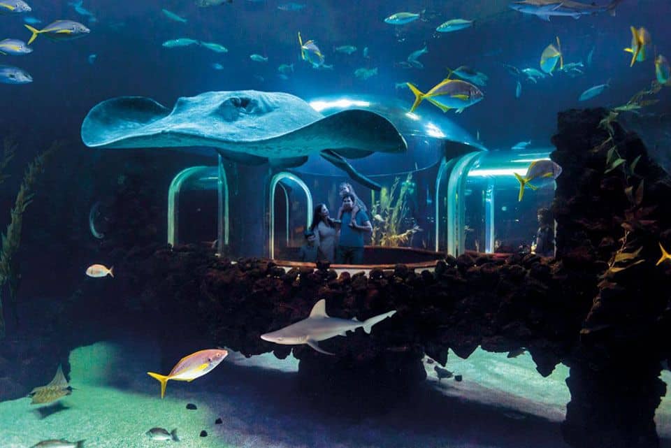 Tropical Zone