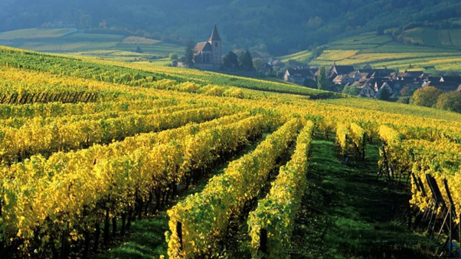 Alsace Wine Route