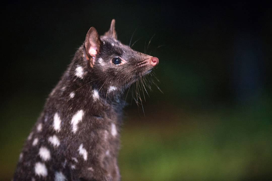 Quoll Encounters