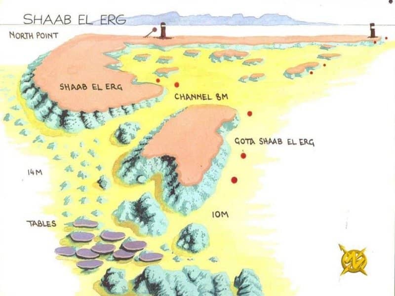 Vibrant Coral Gardens