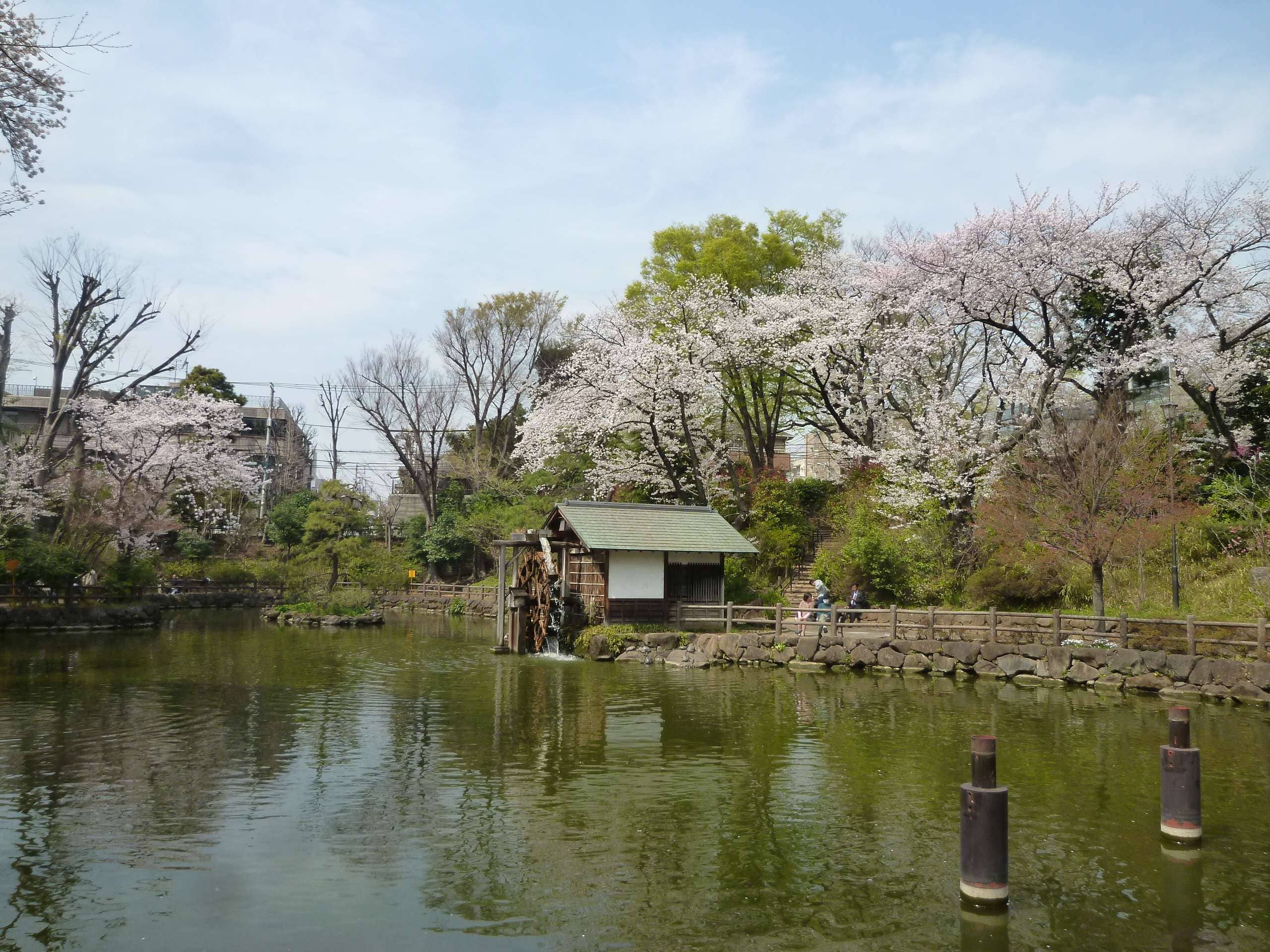 Cherry Blossom Views
