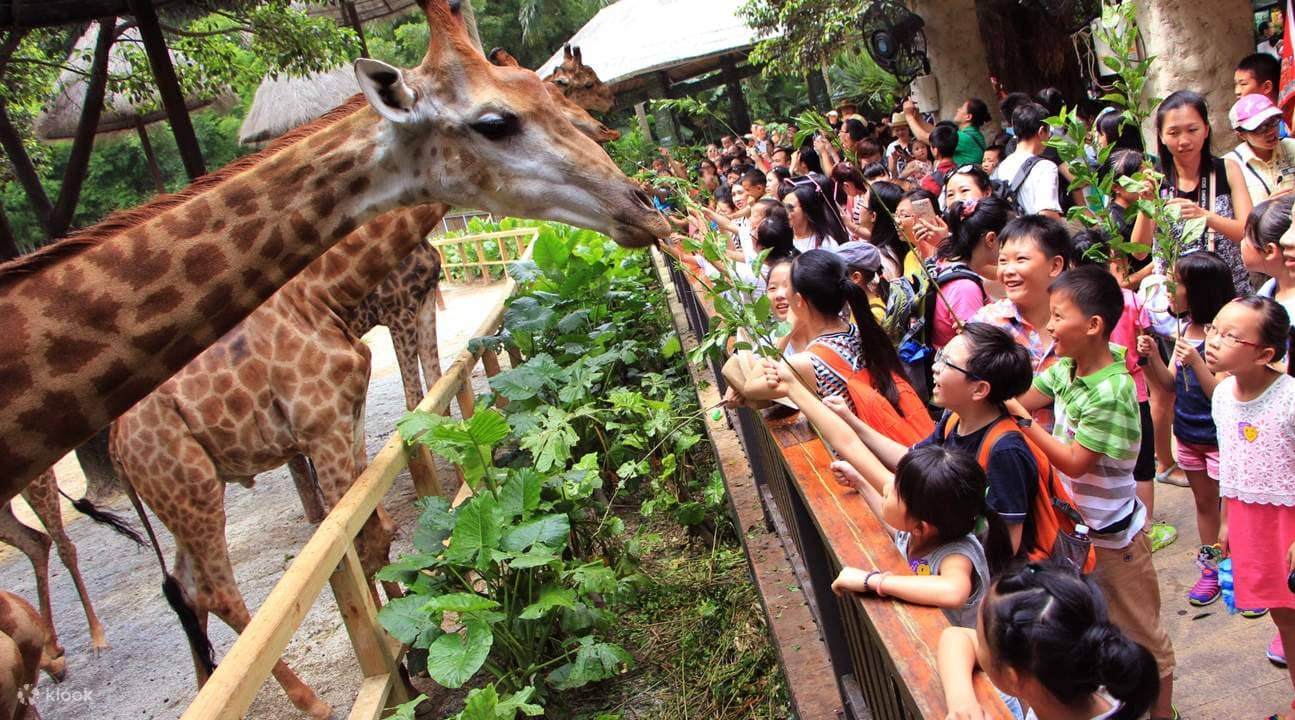 Giraffe Feeding