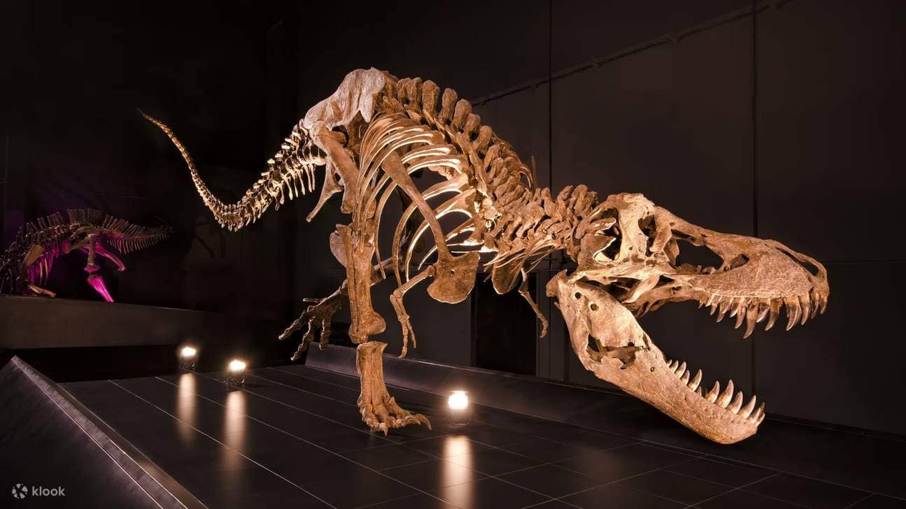 Museo Paleontológico