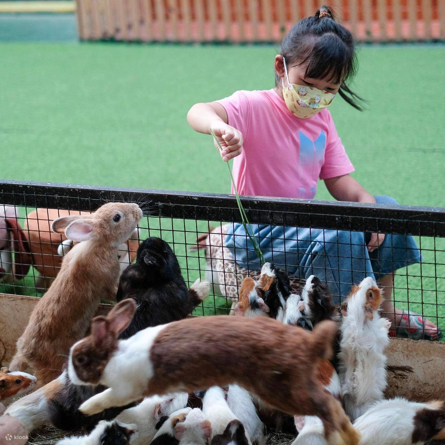 Farm Animals & Birds