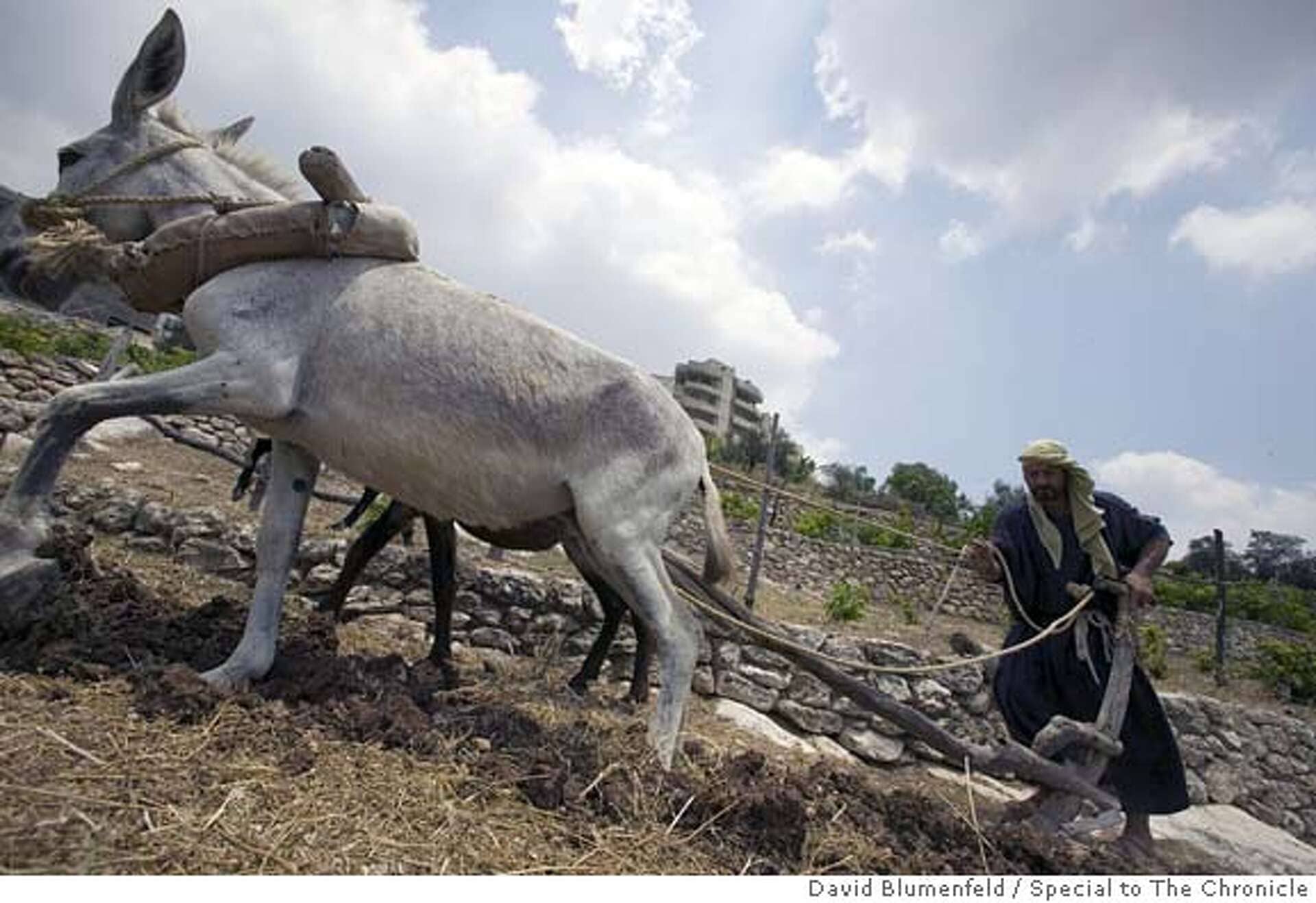 Shepherd and Livestock Encounters
