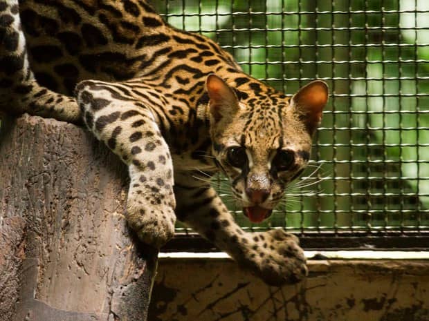 The Jaguar Enclosure