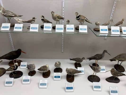 Bird & Wildlife Displays