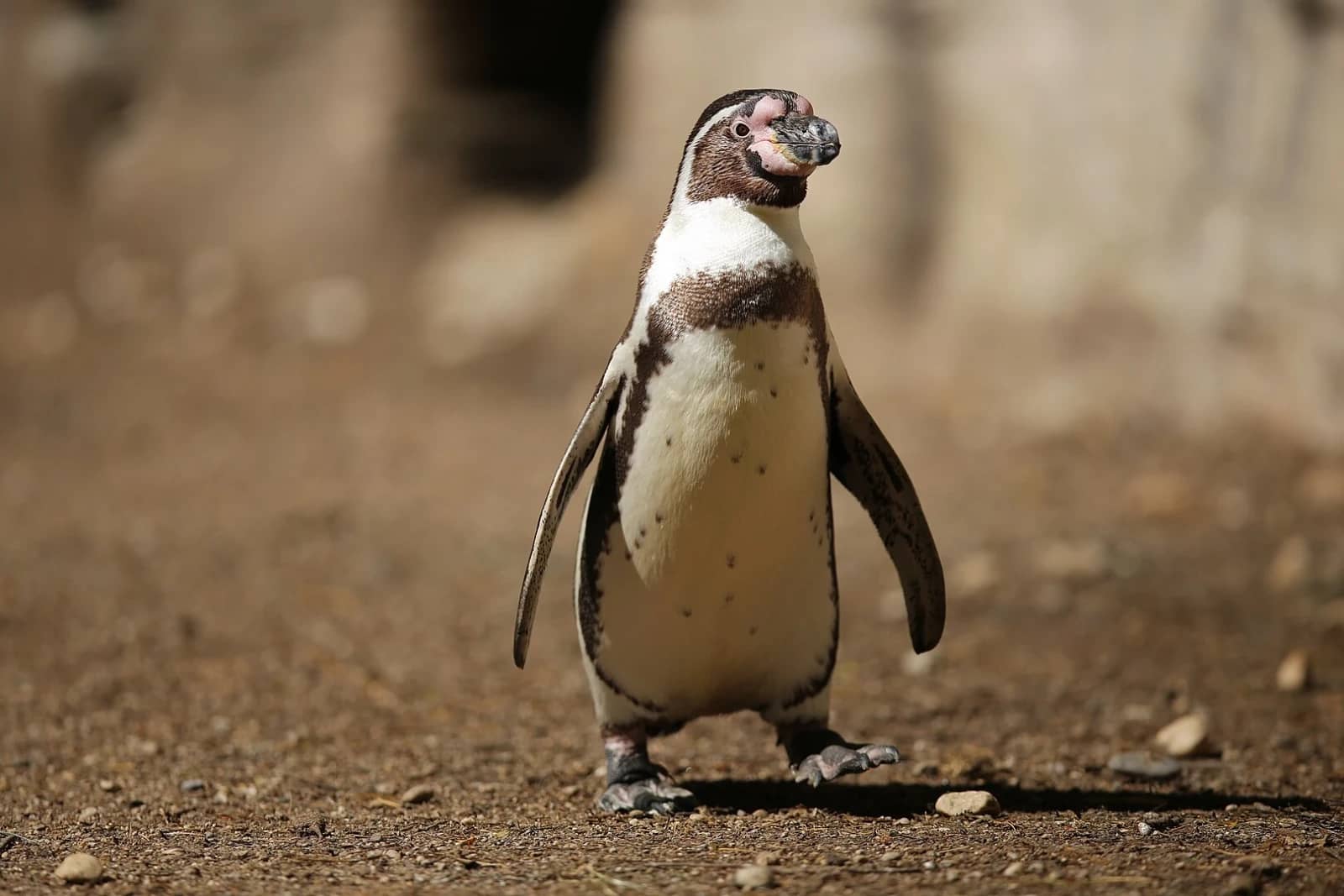 Spot Humboldt Penguins