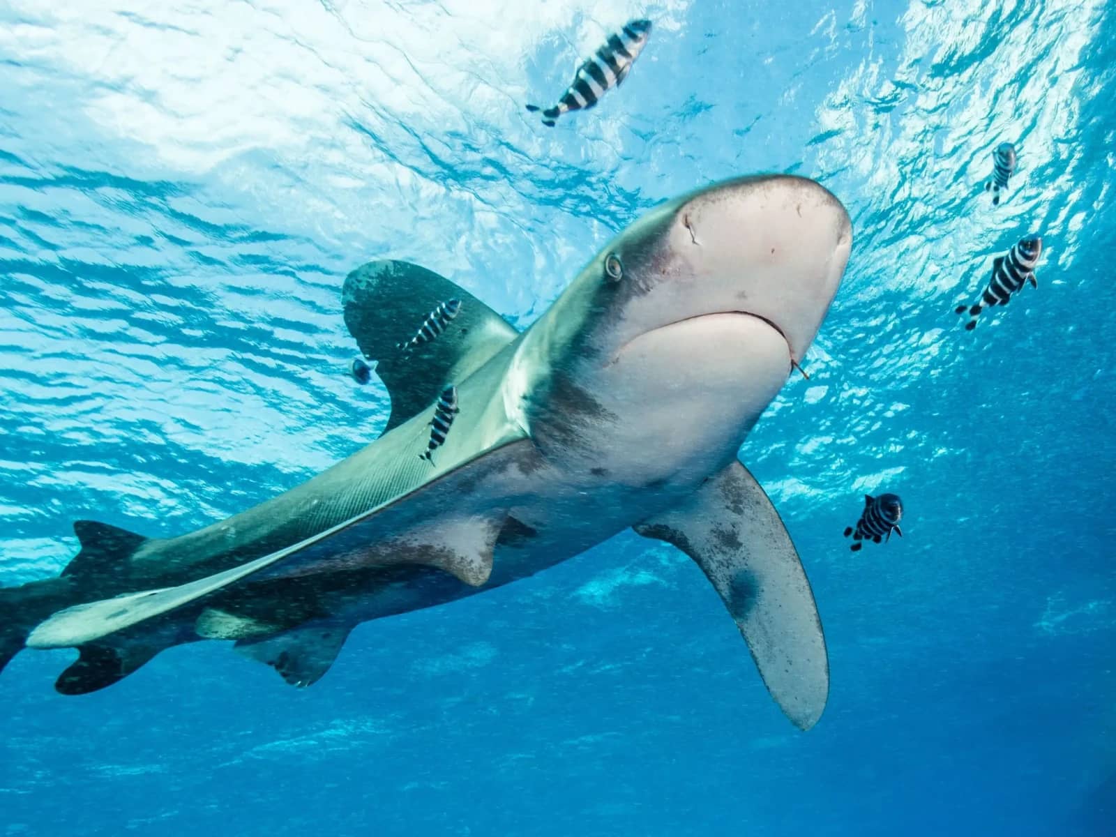 Diverse Marine Encounters