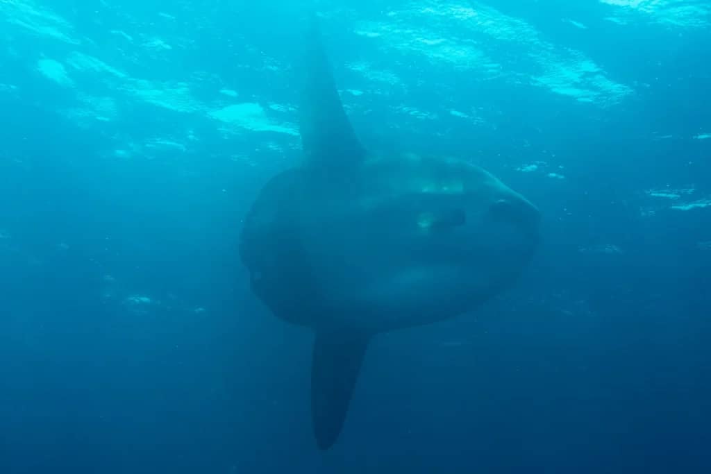 Mola Mola Sightings