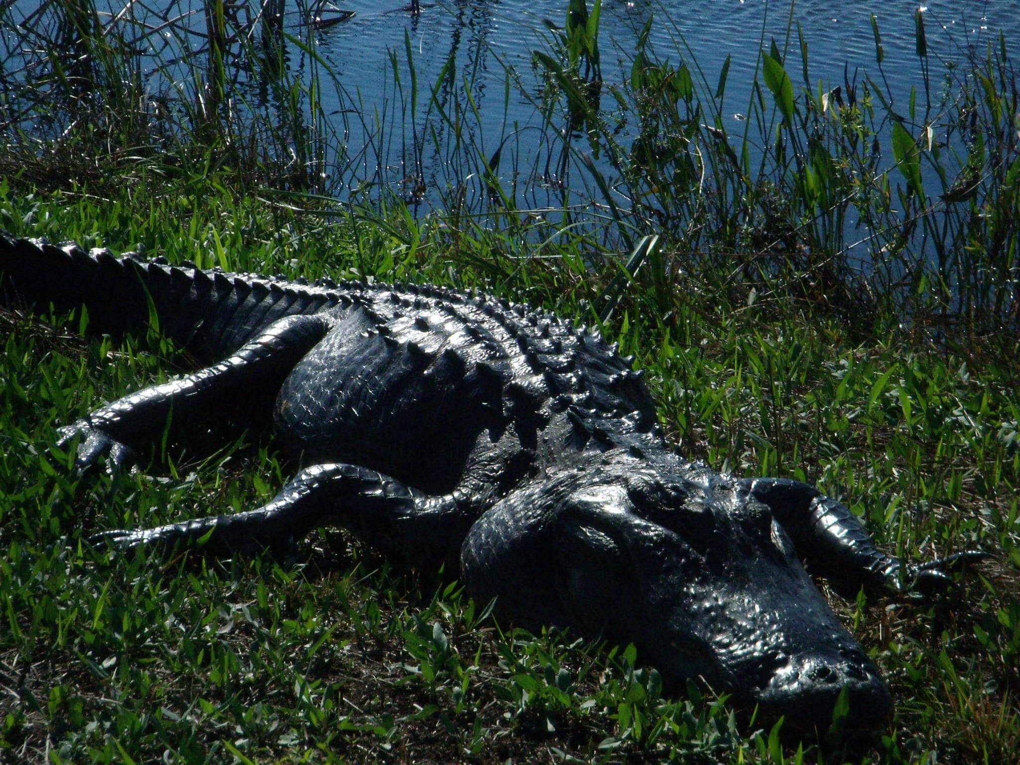 Gator Spotting