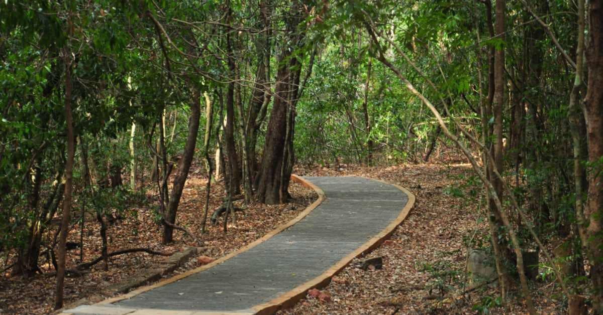 Ironwood Forest Walk