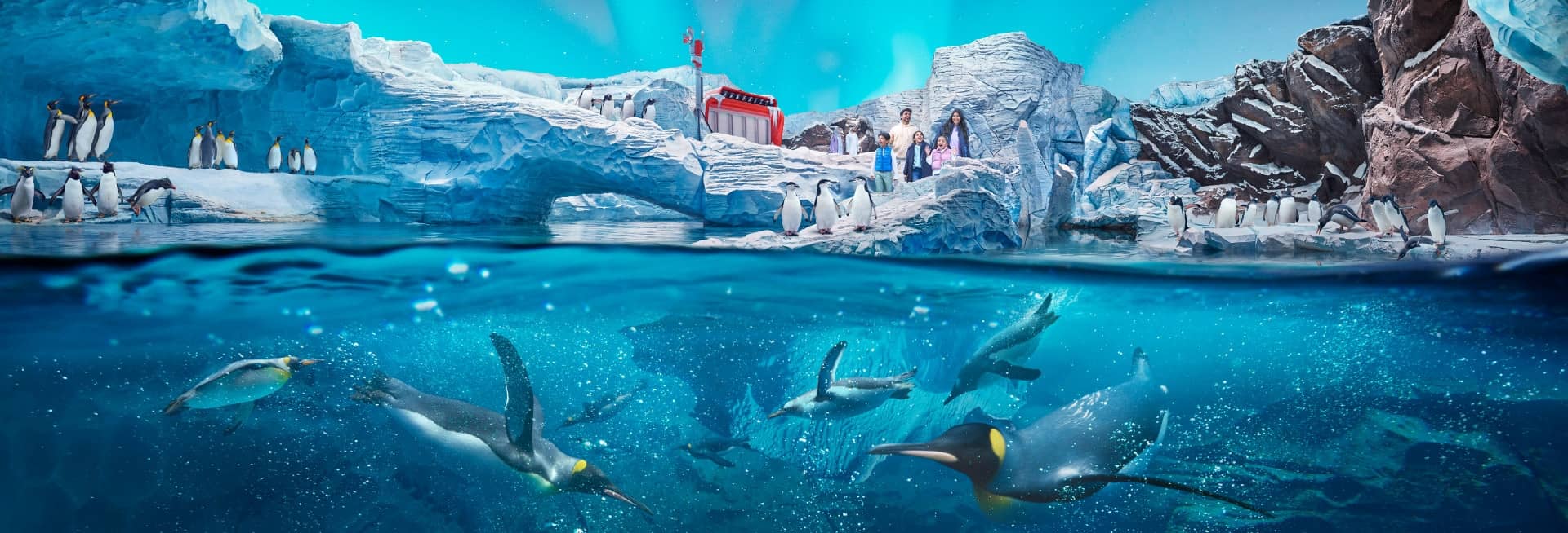 Antarctic Penguin Habitat