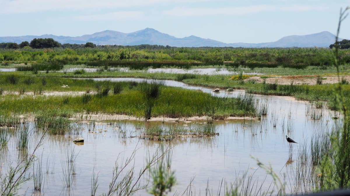 Tranquil Nature Walks