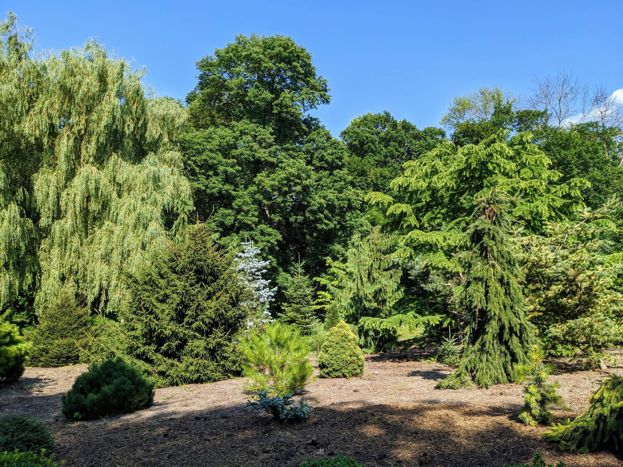 Conifer and Pine Collection