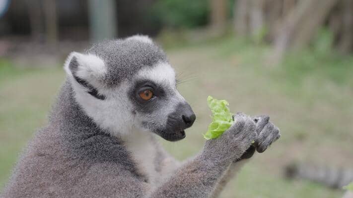 Lemur Feeding Time
