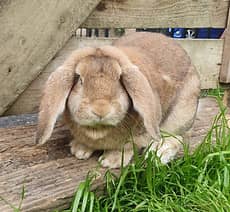 Community Farm Atmosphere