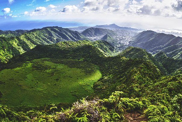 Lush Rainforest Immersion