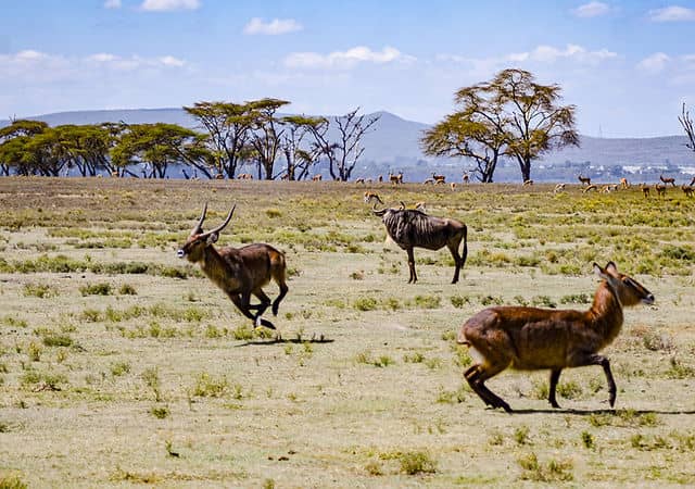 Crescent Island Wildlife Sanctuary