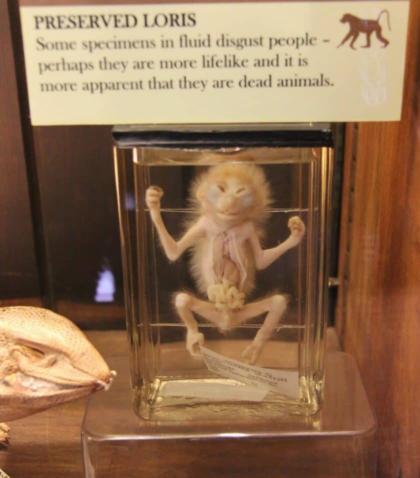 Preserved Specimens
