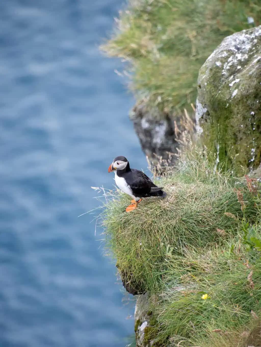 Puffin Spotting