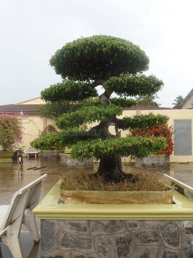 Lush Gardens & Bonsai