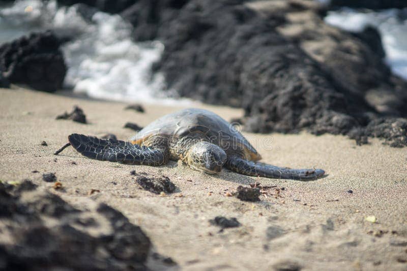 Honu Encounters