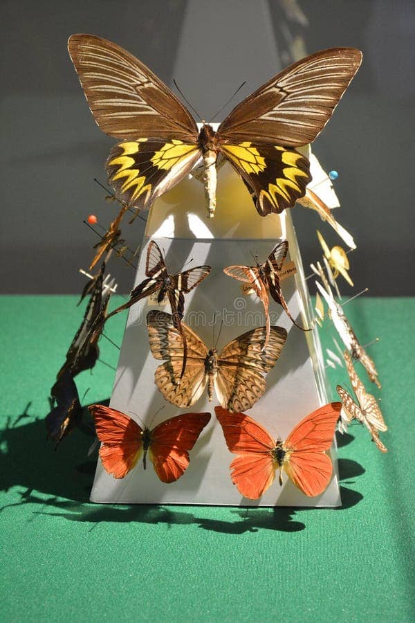 Butterfly Pavilion