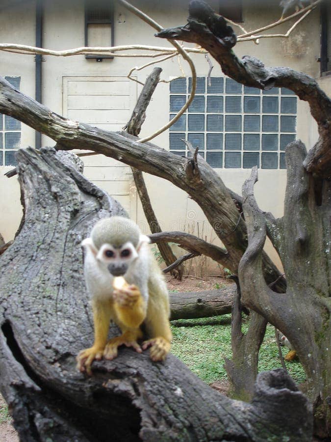 Monkey Exhibits