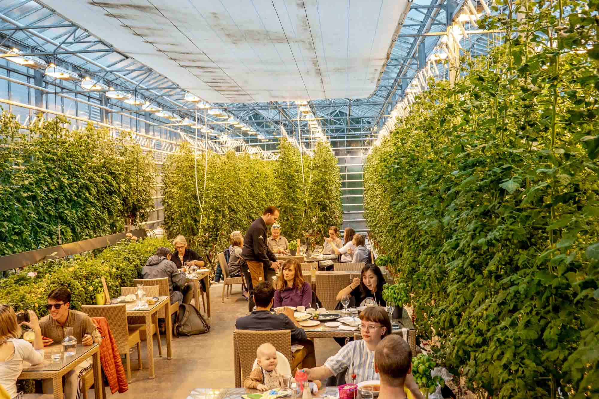 Greenhouse Dining Ambiance