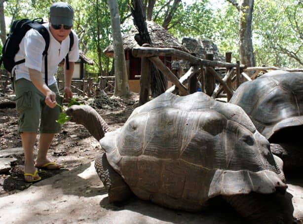 Prison Island Giant Tortoises