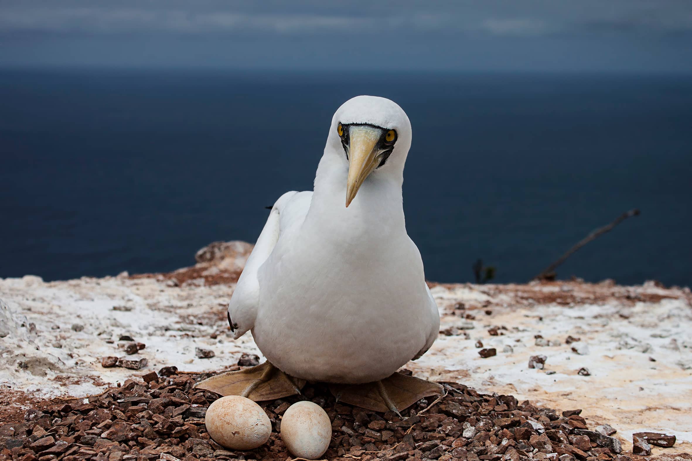 Seabird Colonies
