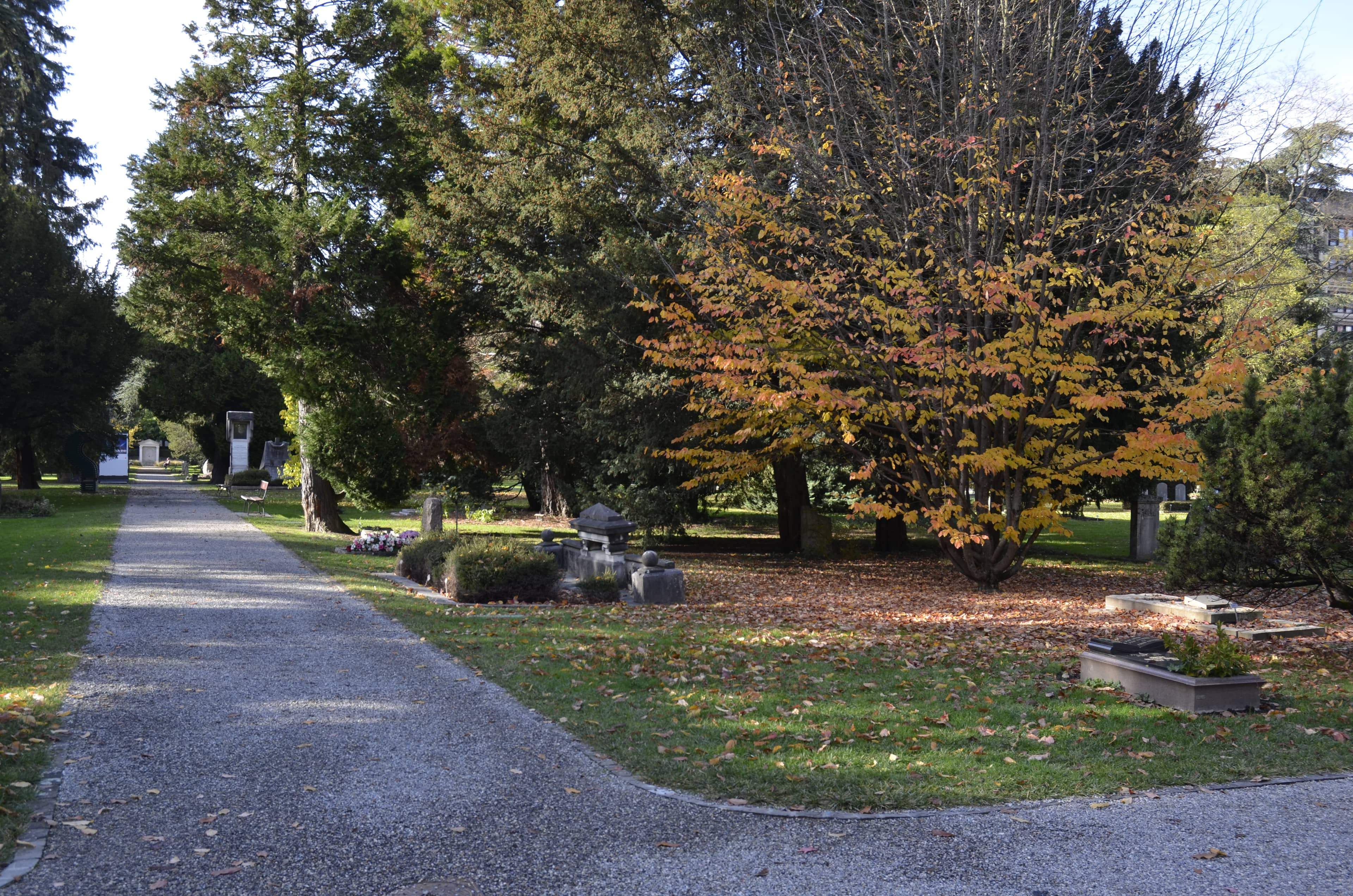 A Green and Peaceful Park