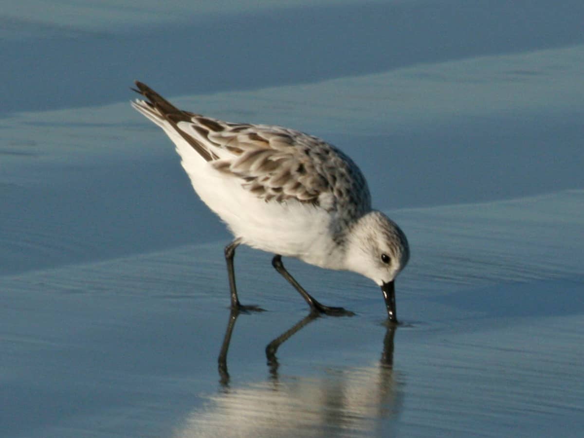 Migrating Birds