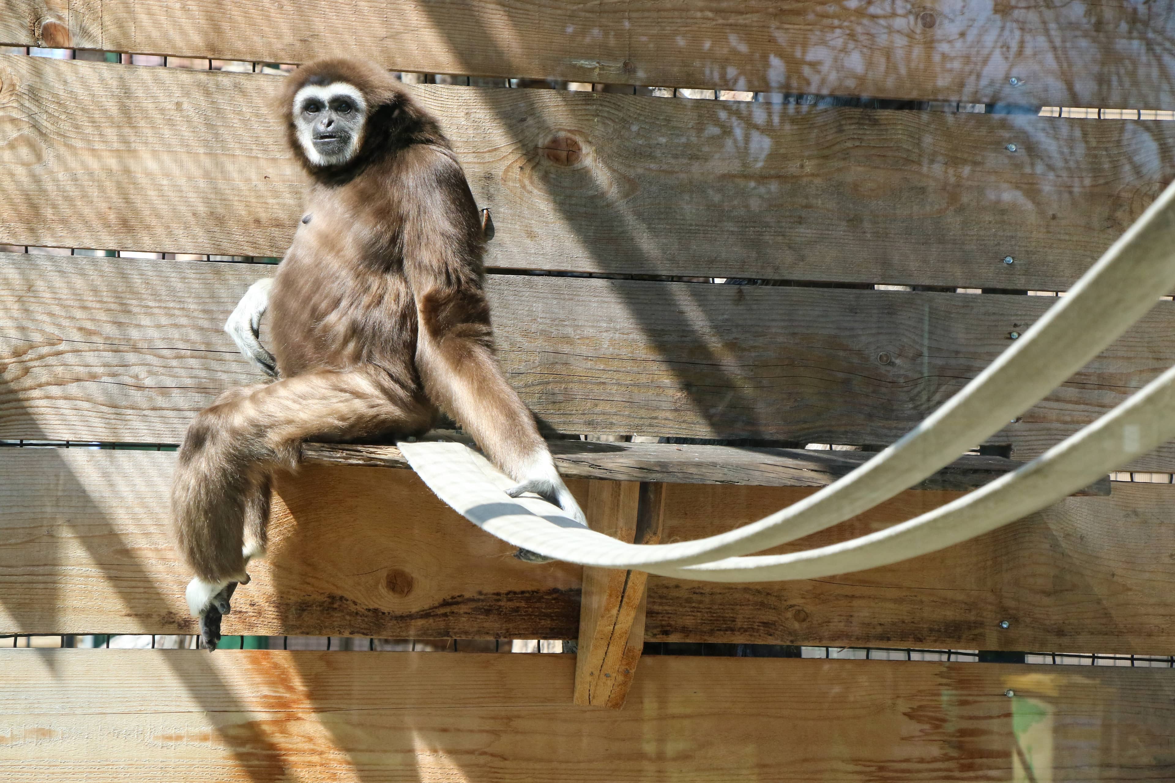 Diverse Monkey Exhibits