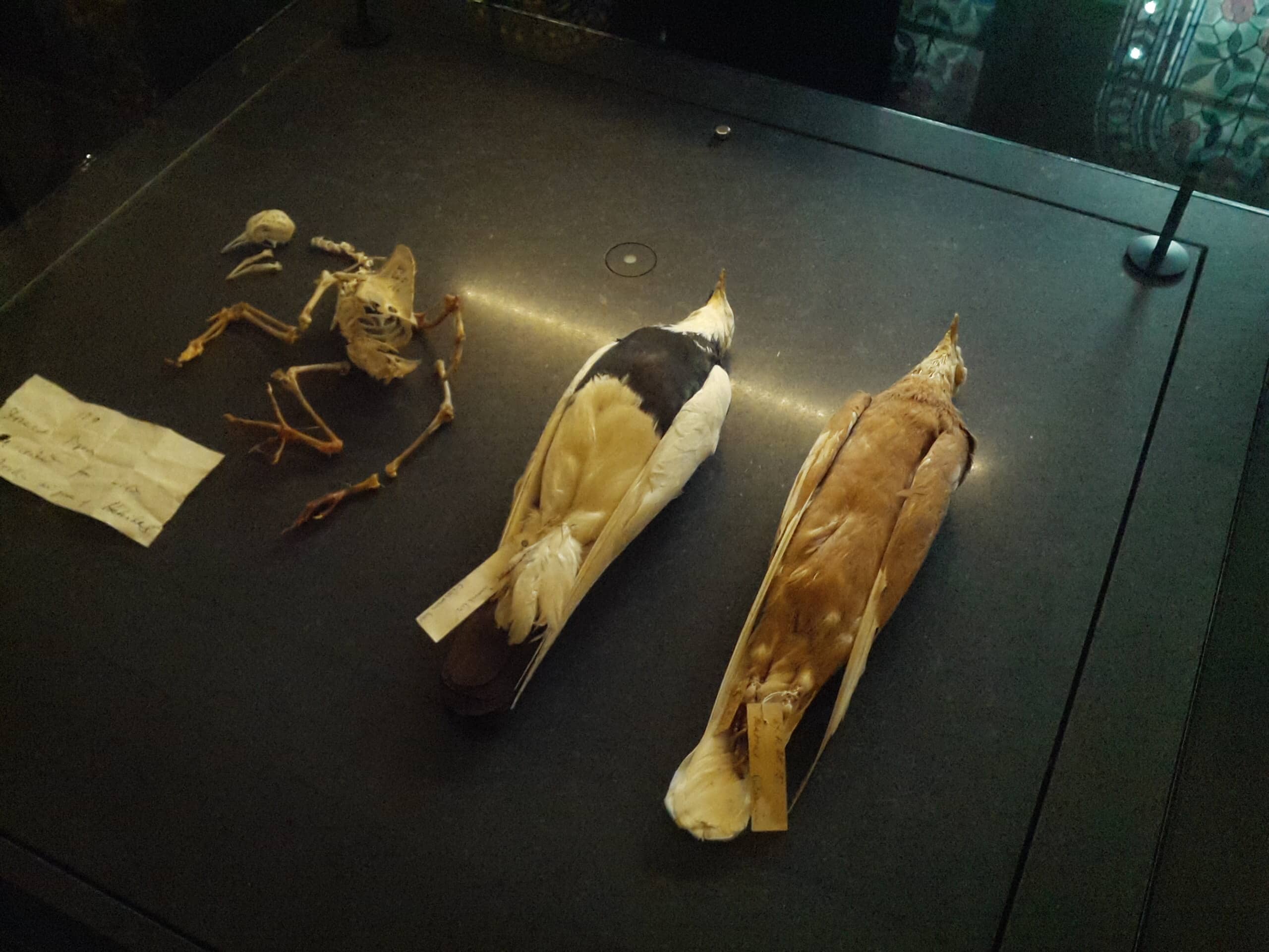 Breathtaking Bird Exhibition