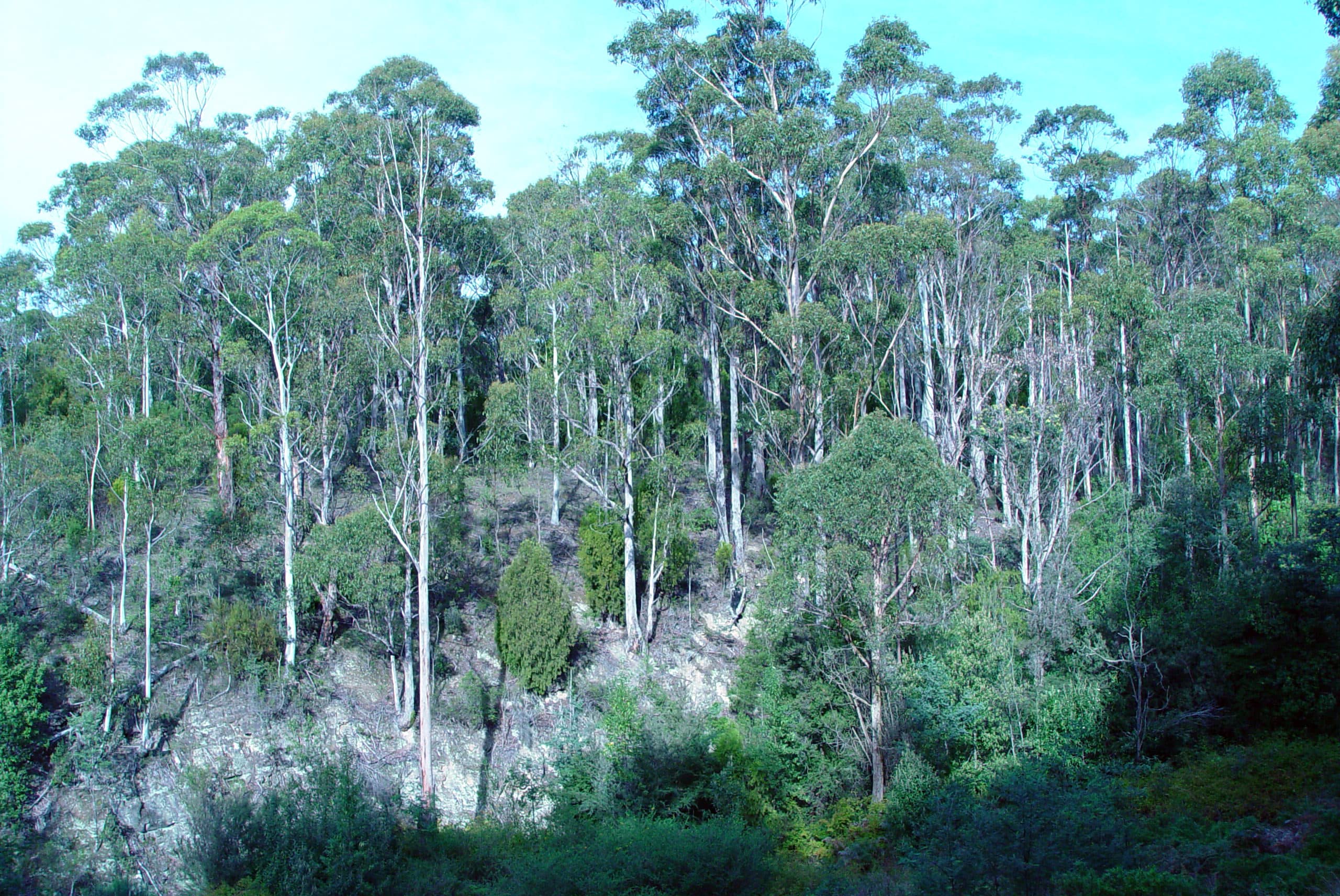 Lush Eucalyptus Forest