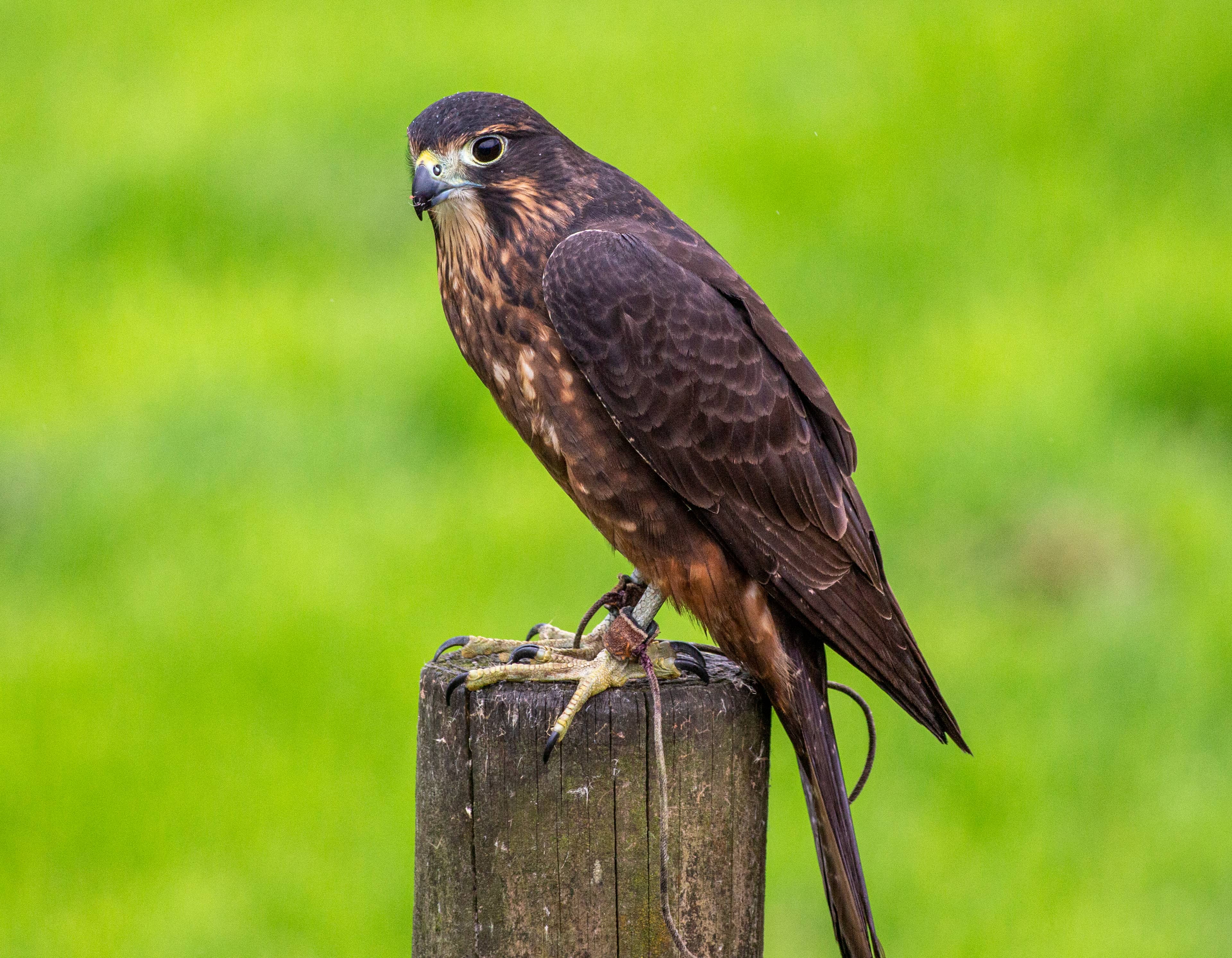 Meet Native Birds of Prey