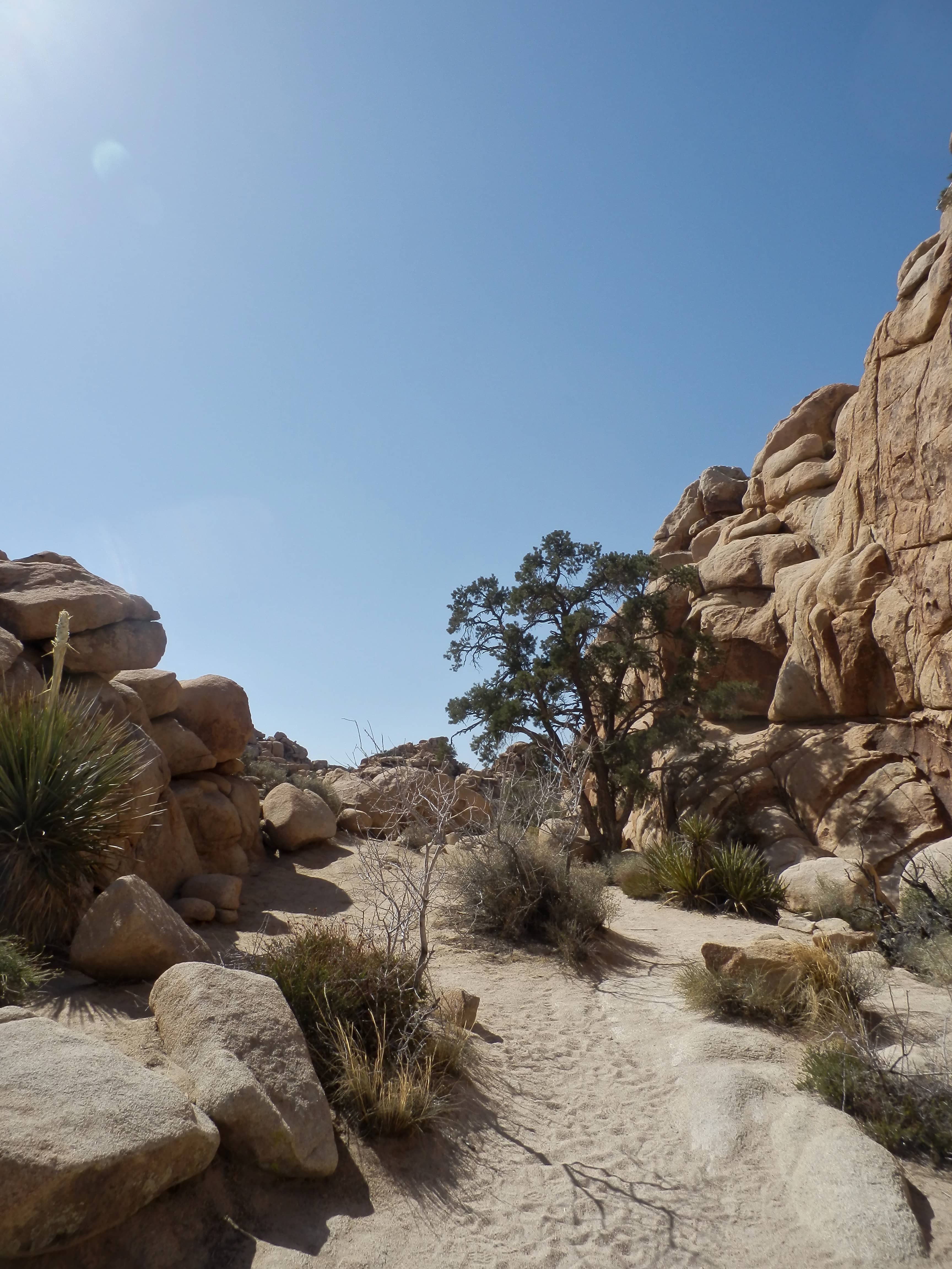 Joshua Trees and Desert Flora