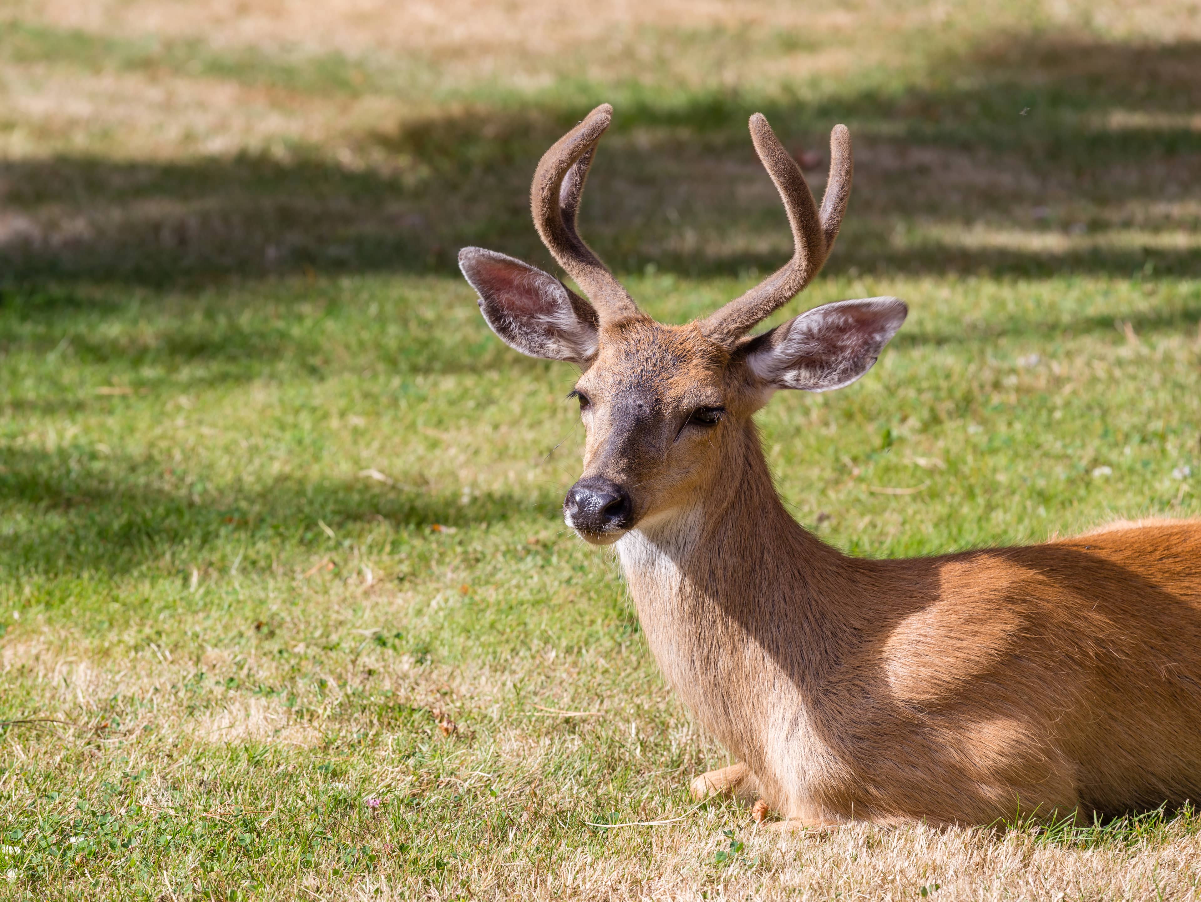 Wildlife Encounters