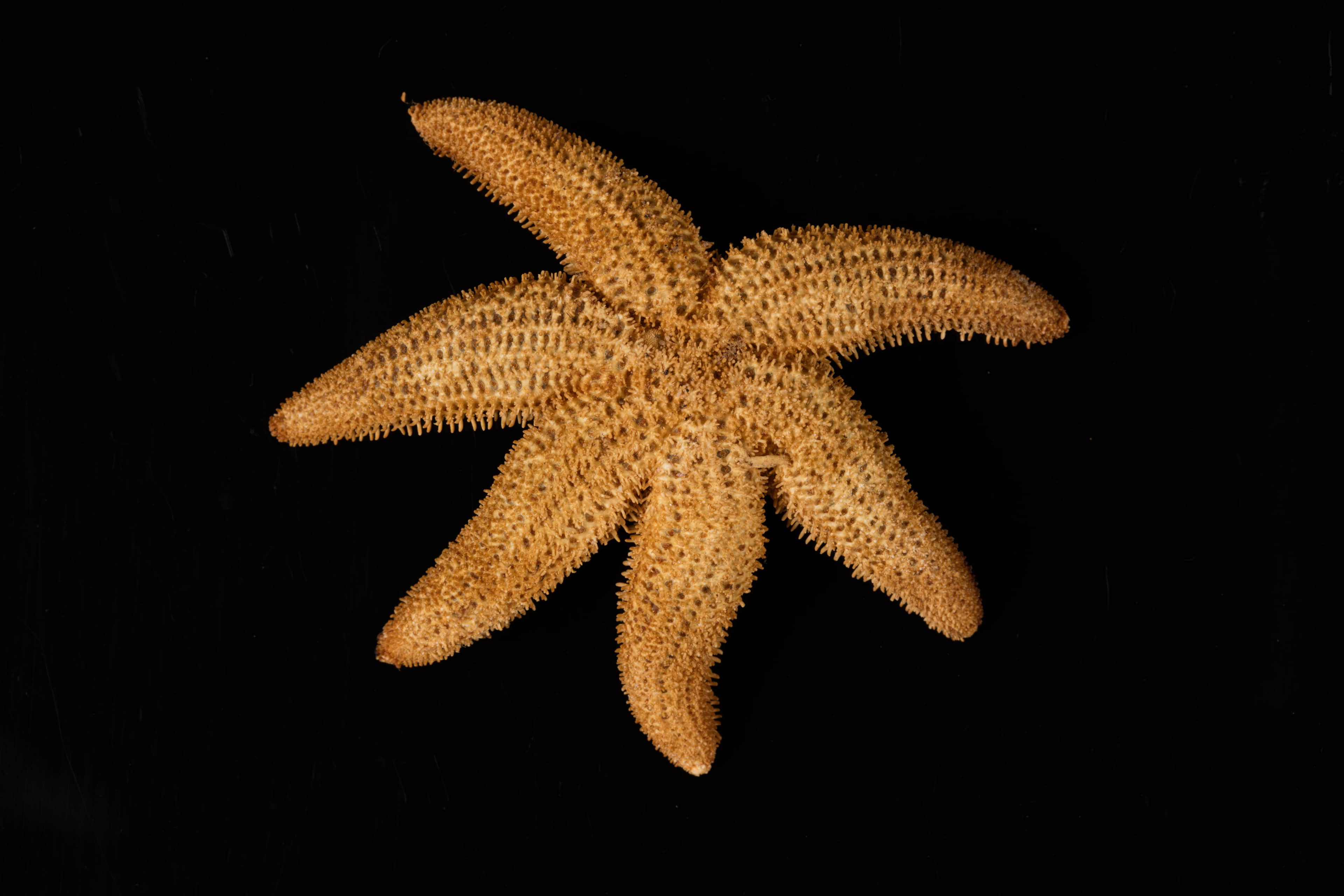 Jade Beneath the Sea Exhibit
