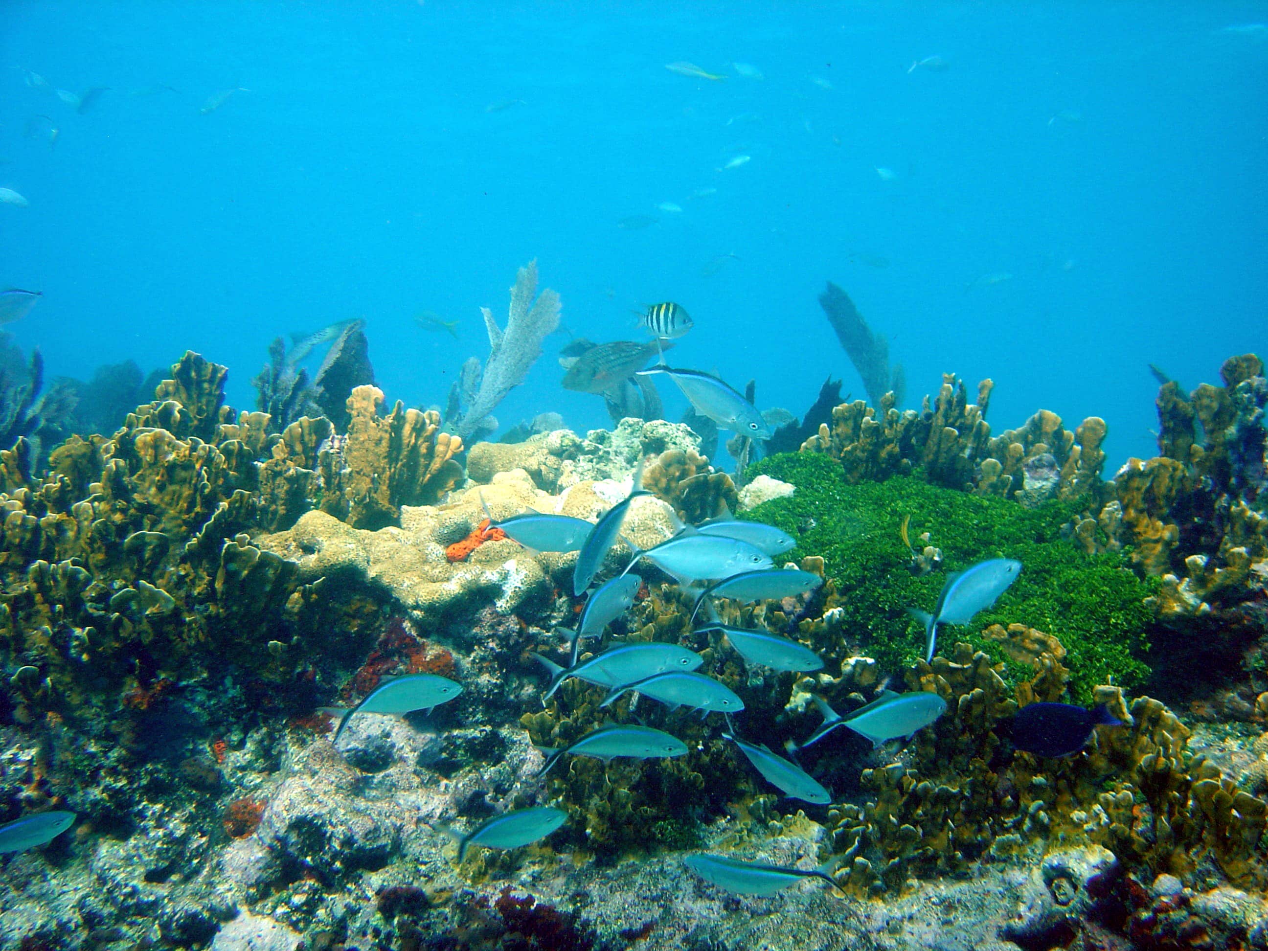 Vibrant Coral Reefs