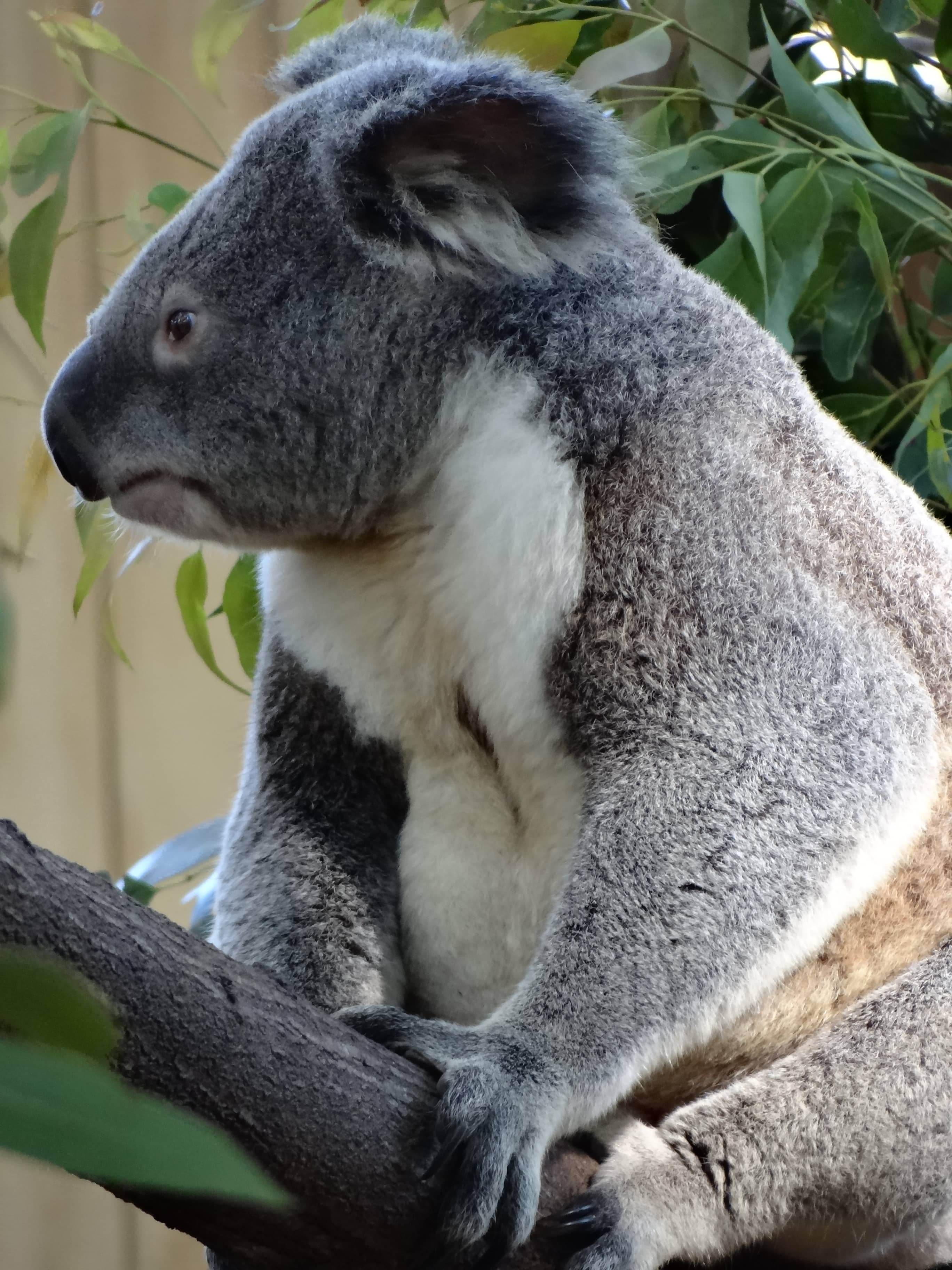 Koala Cuddles & Photos
