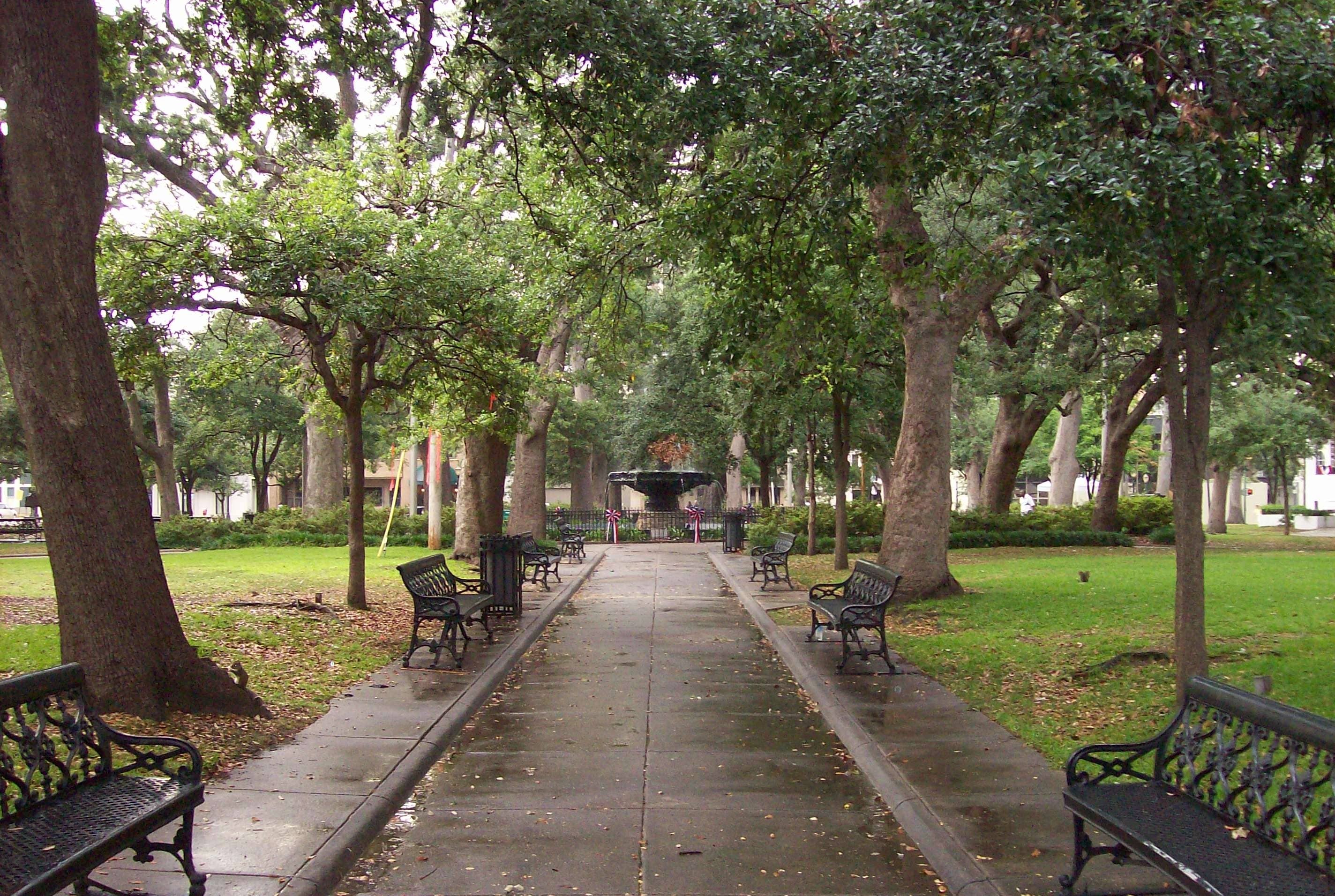 Majestic Live Oaks