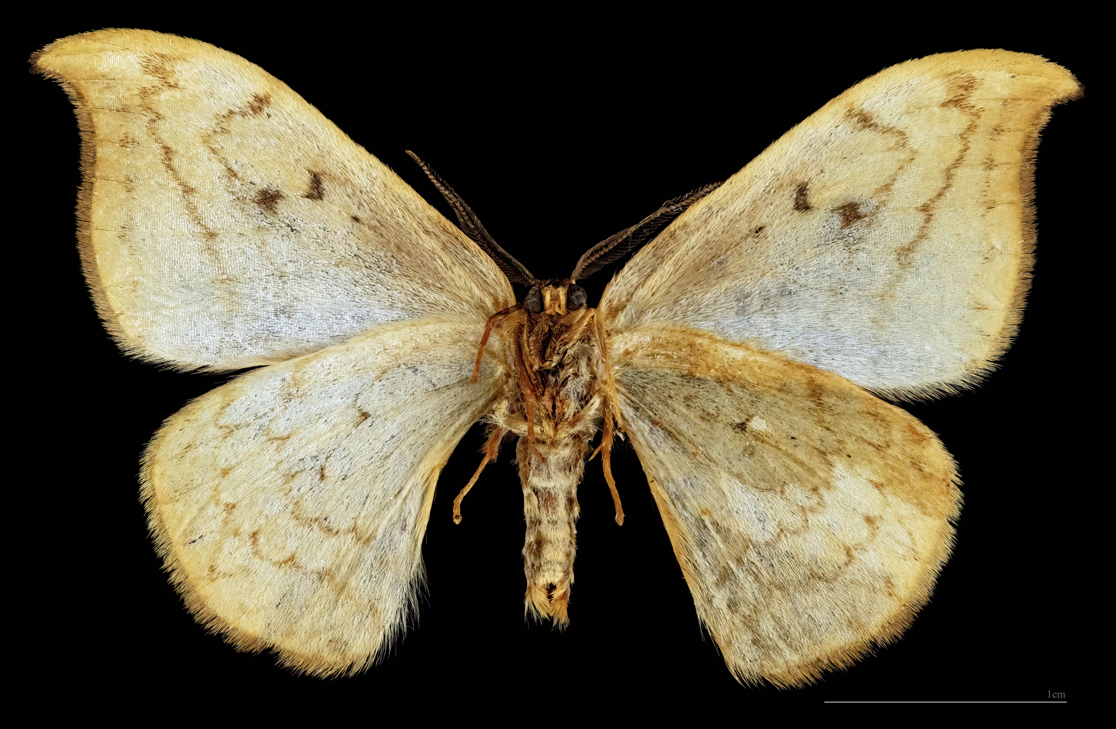 Insect & Butterfly Gallery
