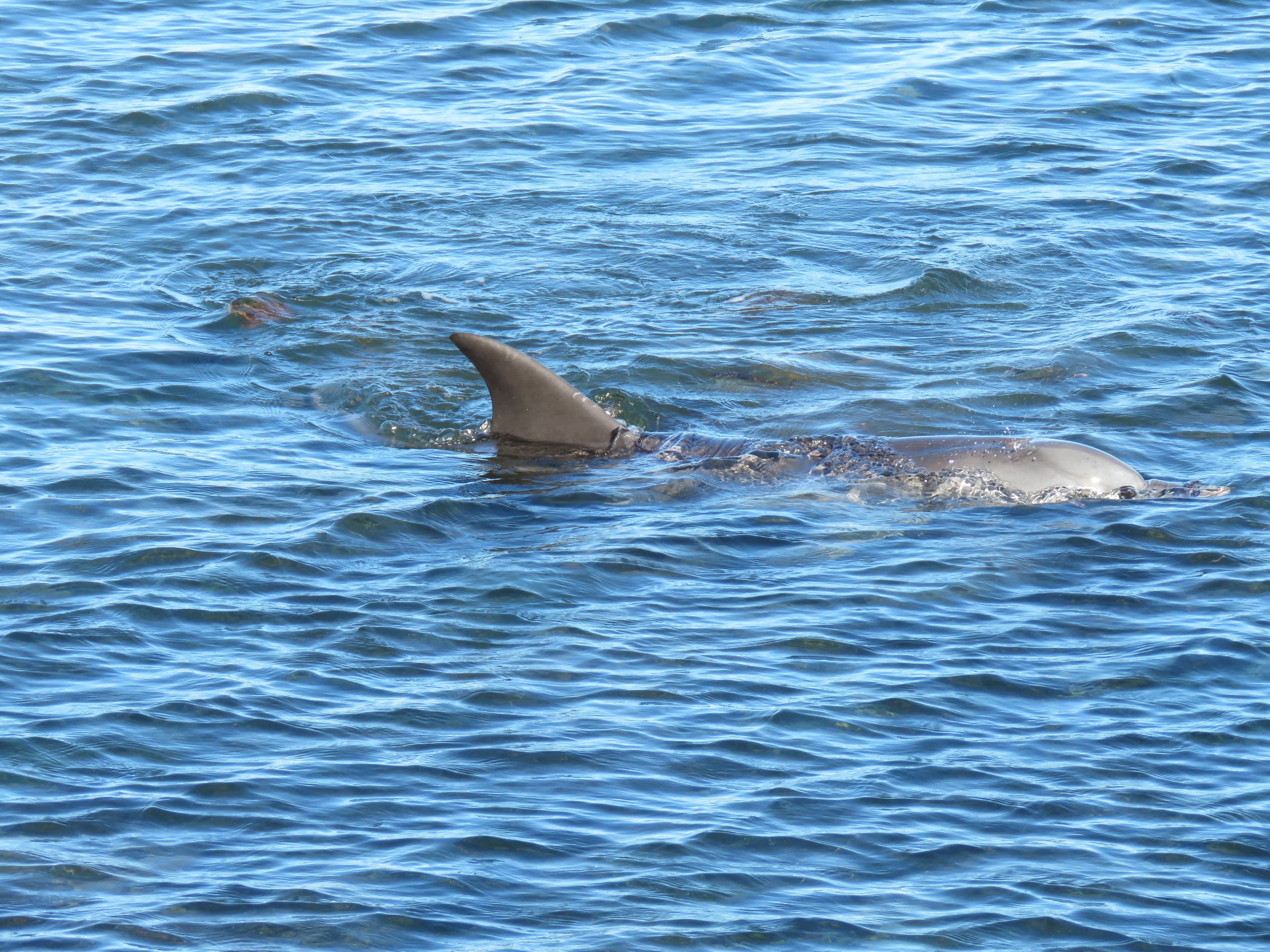 Dolphin & Sea Lion Spotting