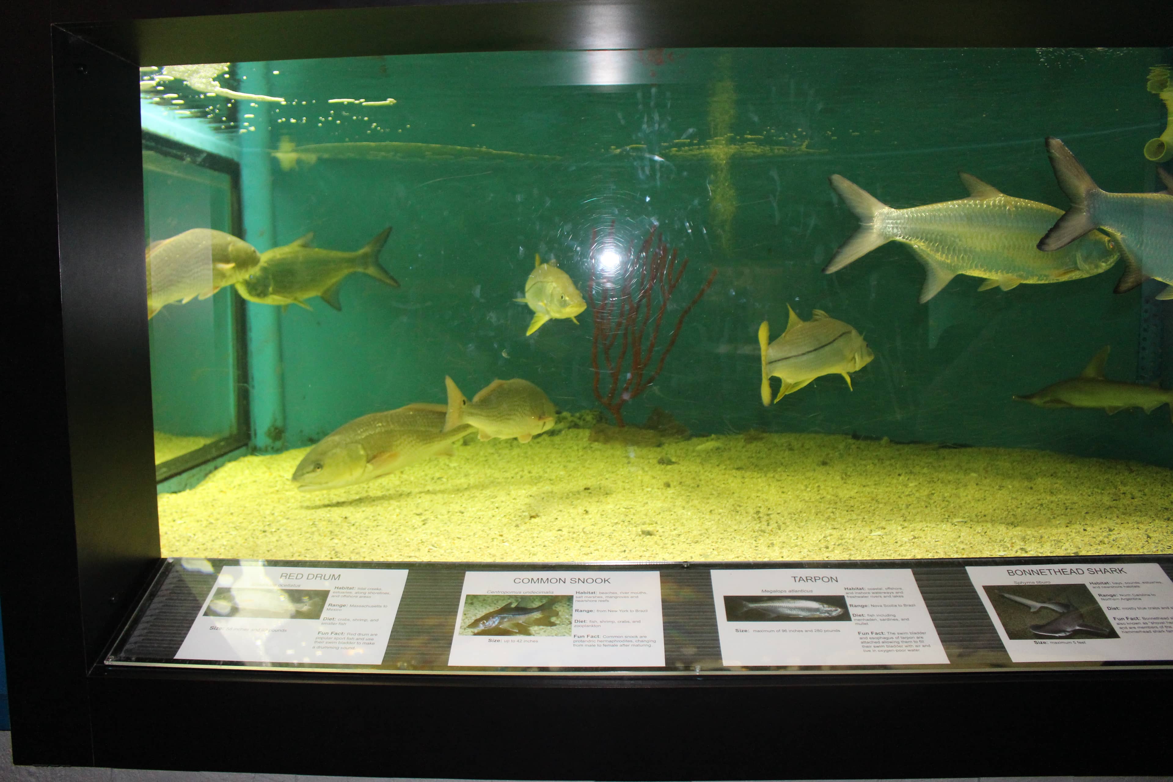 Georgia's Coastal Marine Life Exhibits