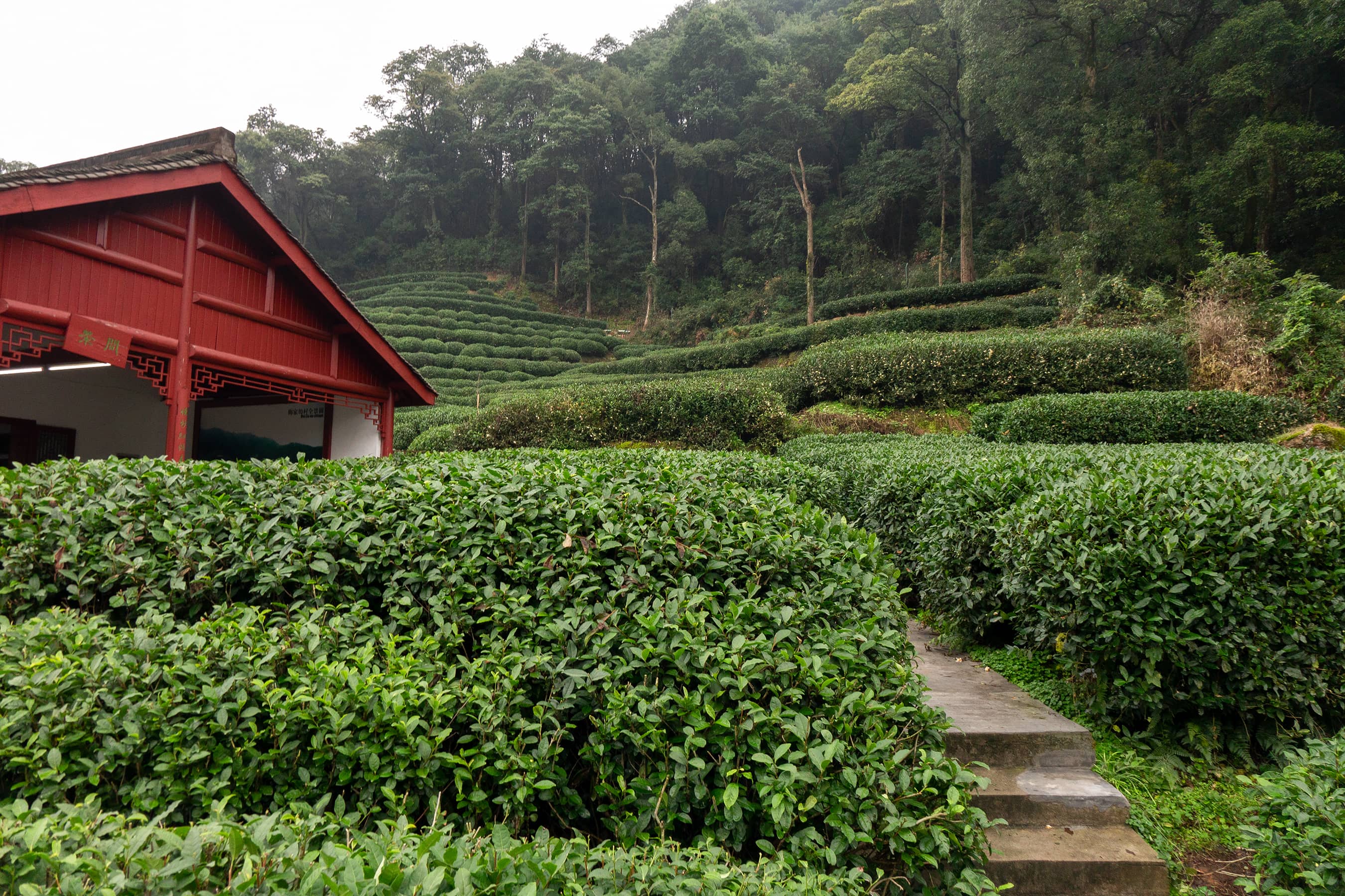 Longjing Tea Plantations